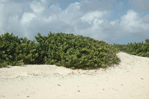 20060119132804   Windswept vegetation